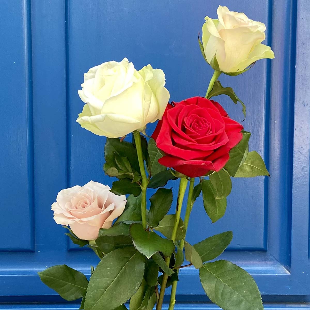 Rose à l’unité