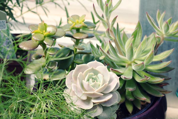 Comment entretenir ses plantes grasses